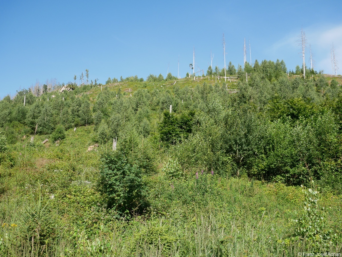 Birkenreinbestand-7