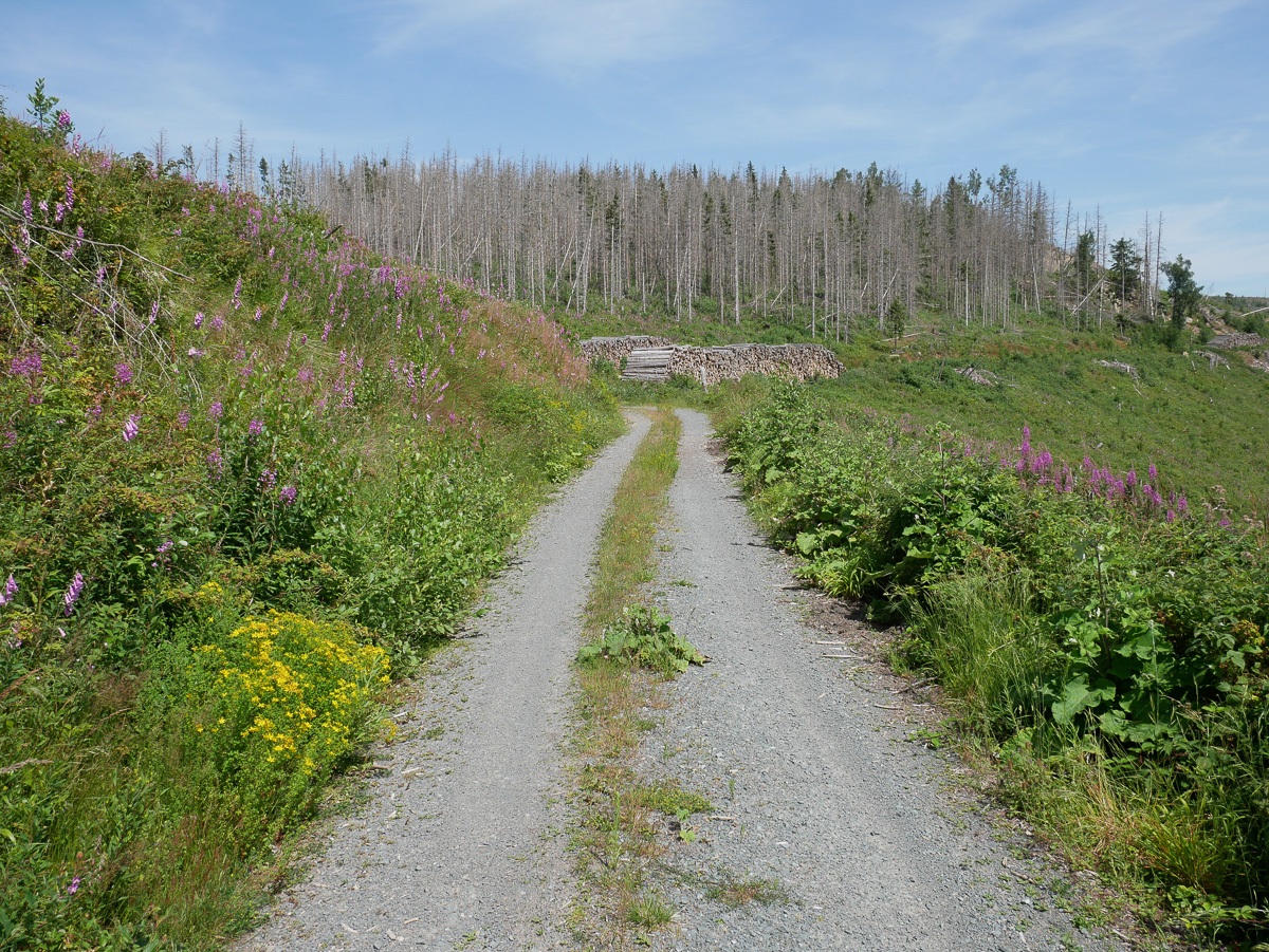 Randweg-Taenntal