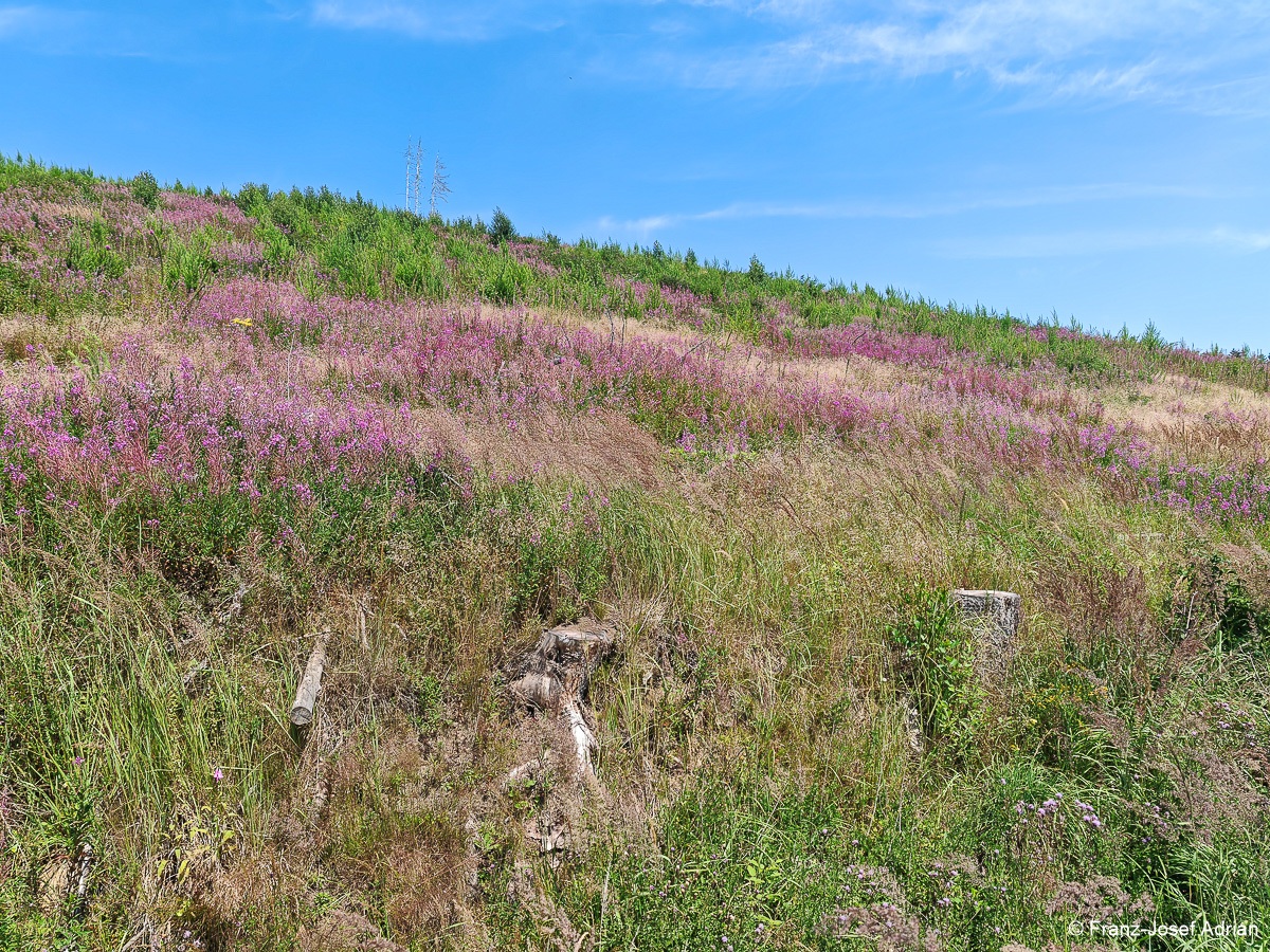Taenntal_Epilobium-1