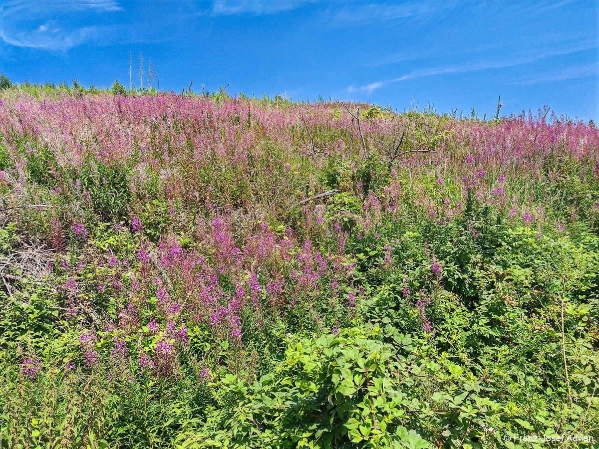 Taenntal_Epilobium-3