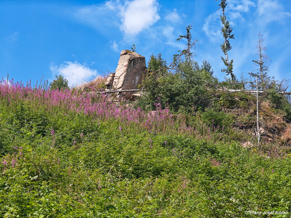 Taenntal_Epilobium-4