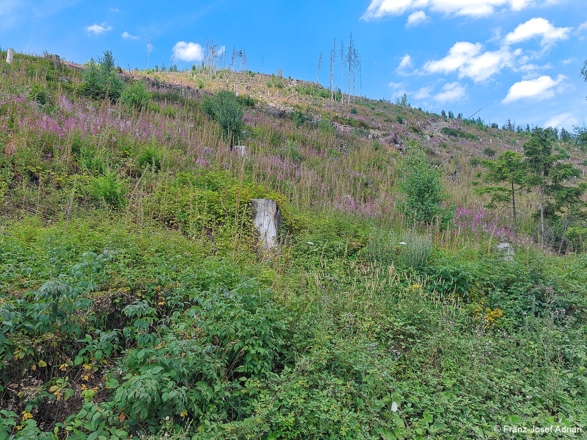 Taenntal_Epilobium-5