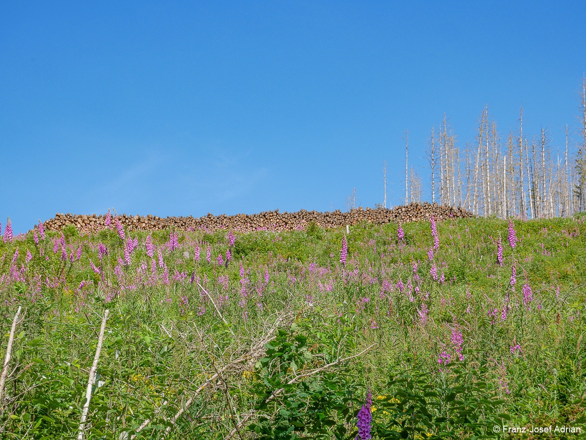Taenntal_Fingerhut-4