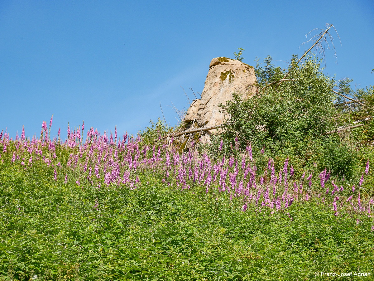 Taenntal_Fingerhut-5