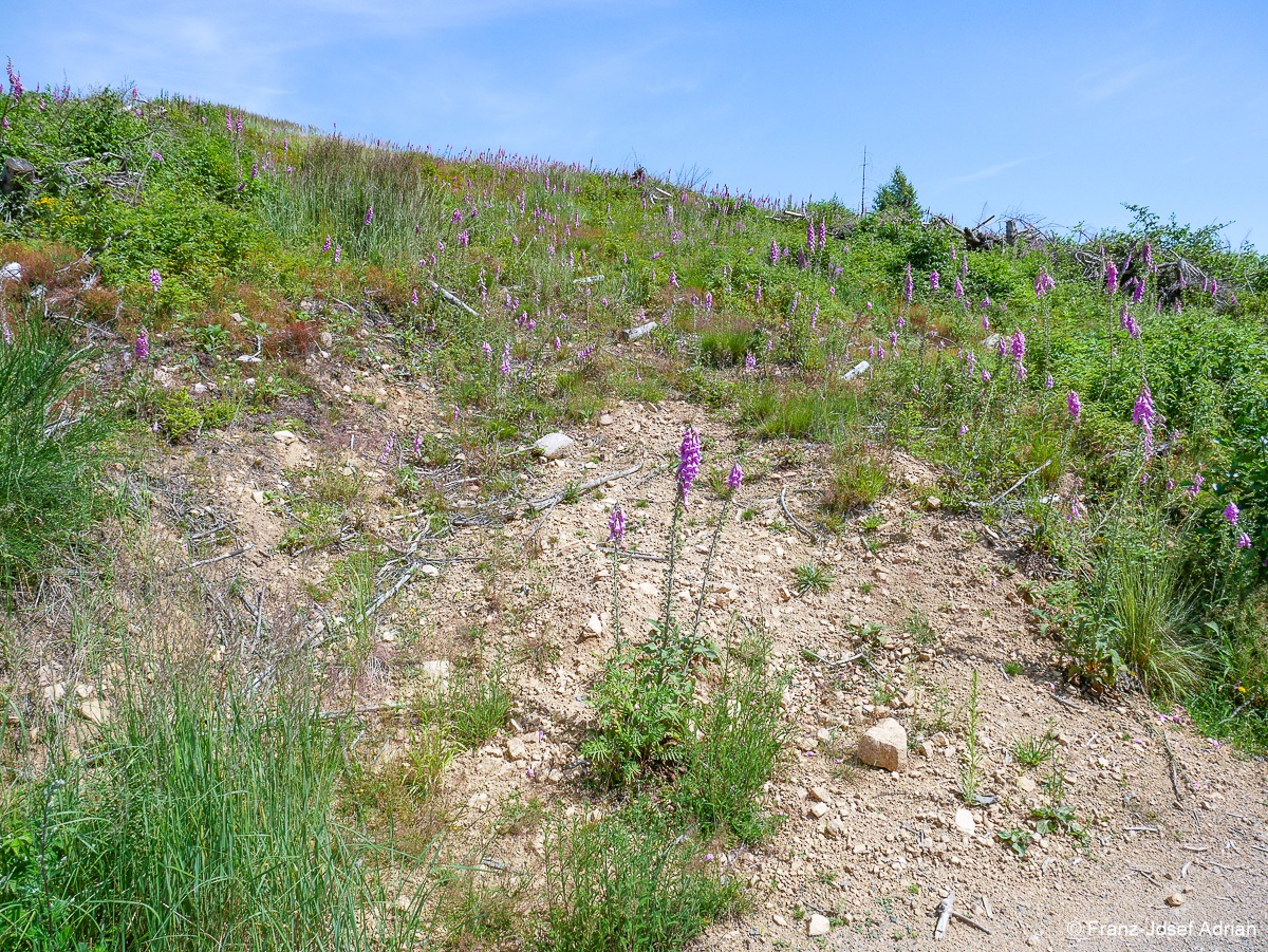 Taenntal_Fingerhut-6