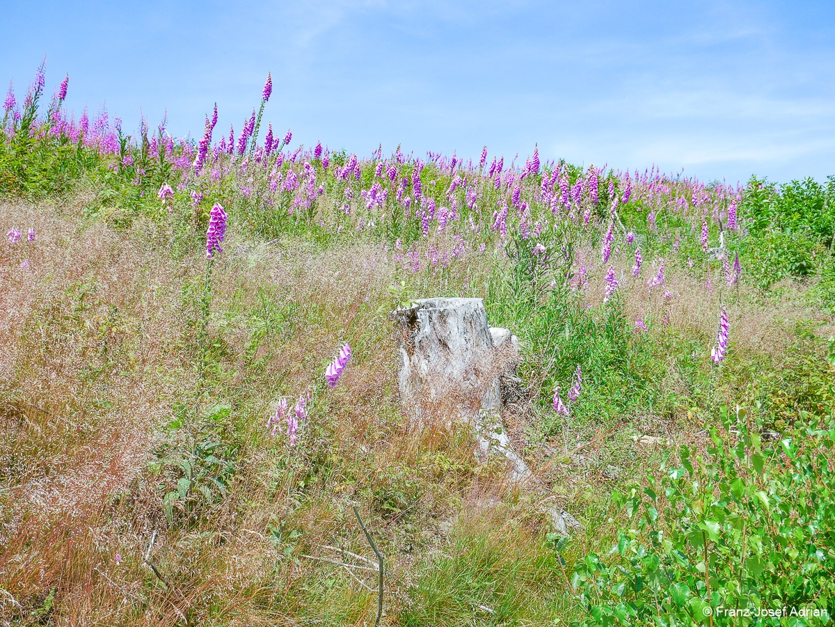 Taenntal_Fingerhut-9