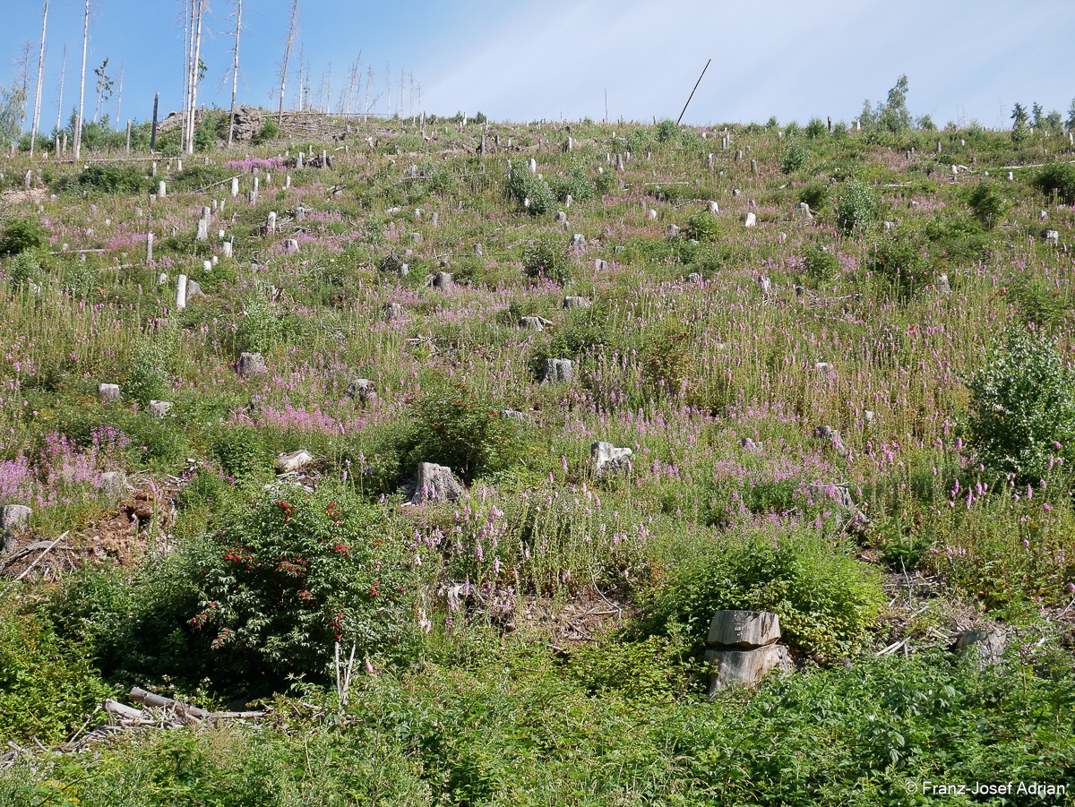 Waldzustand_Ilsenburg-1
