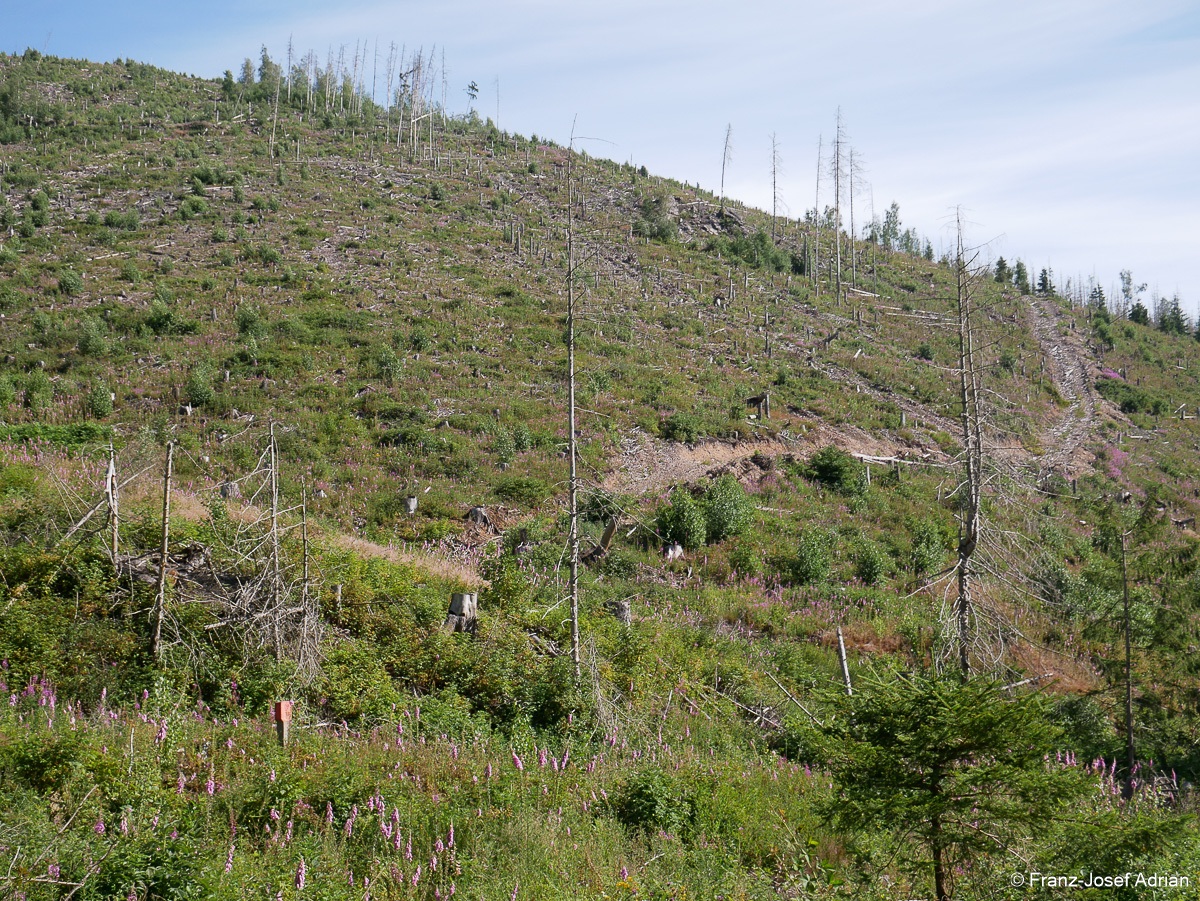 Waldzustand_Ilsenburg-2