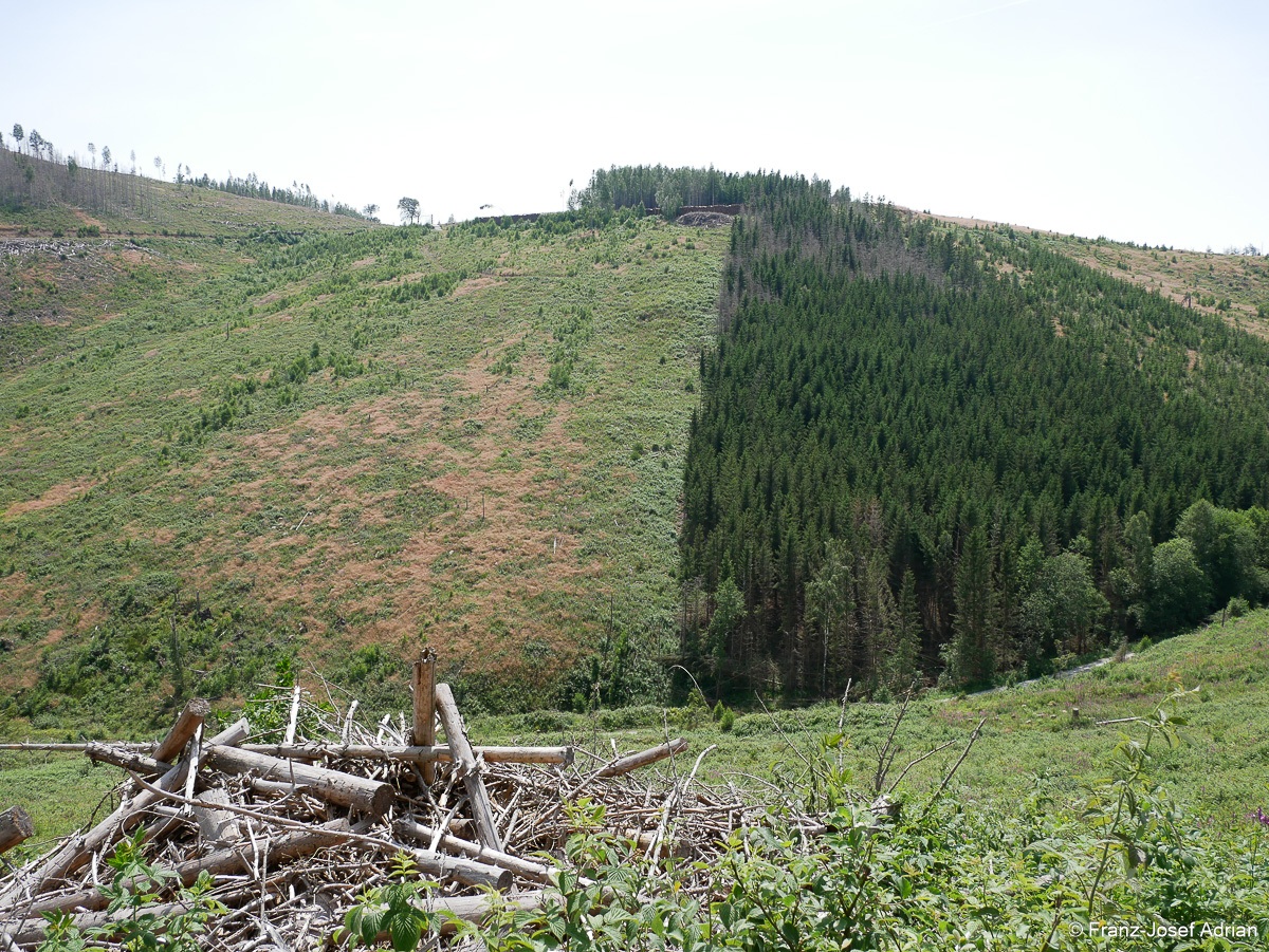 Waldzustand_Ilsenburg-3