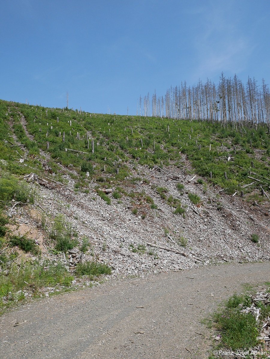 Waldzustand_Ilsenburg-4