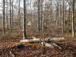 ein holzarmer, durchsichtiger Wald ist entstanden