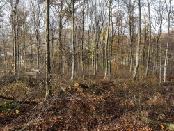 alte, dicke Buchen fehlen