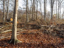 große Lücken klaffen im einst dichten Buchenwald