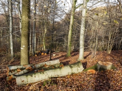 2 Stubben gefällter Altbuchen