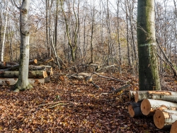 Baumstämme mit Spuren der Stachelwalze des Harvesterkrankopfes