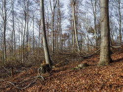 3 Stubben gefällter Altbuchen, meterhohe Kronenabfälle