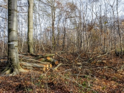 unter meterhohen Kronenabfällen begrabener Waldboden