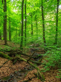 totes Kronenholz an kleinem Bach