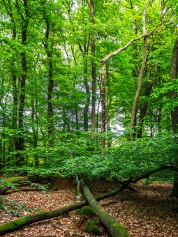 schwaches liegendes und stehendes Totholz