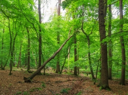durch Wind umgeworfene Eiche