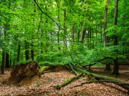 mehrere liegende Biotopbäume
