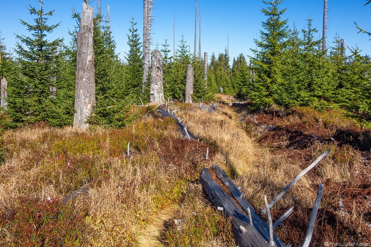 Urwald_01