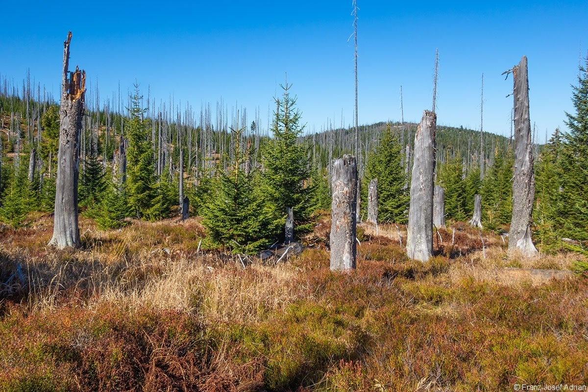 Urwald_02
