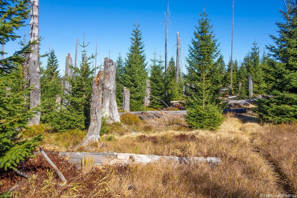 Urwald_03