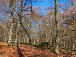 Stehende und liegende tote Traubeneichen