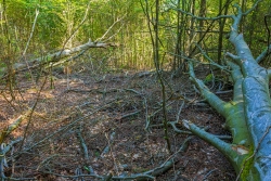 Kronenrestholz von Buchen