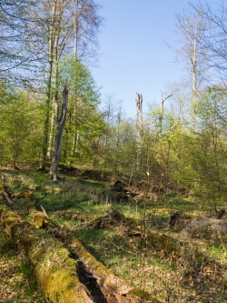 Riesige Mengen liegenden und stehenden Totholzes