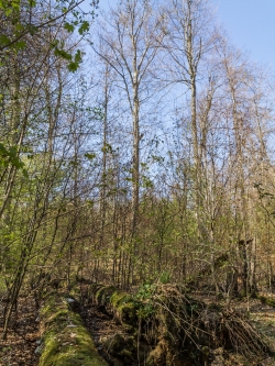Jahrzehntealte liegende Totholzstämme