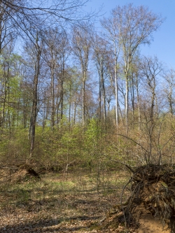 Reife Buchengiganten im Hintergrund, im Vordergrund eine umgestürzte Buche