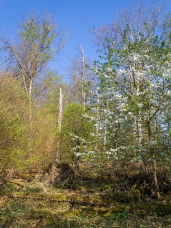 Blühende Vogelkirsche im Buchen-Urwald