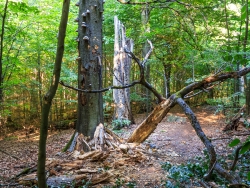 starkes stehendes Totholz direkt am Wanderweg