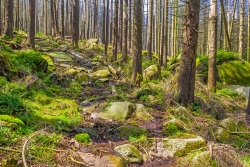 Reste des mit Steinen ausgebauten Wegs