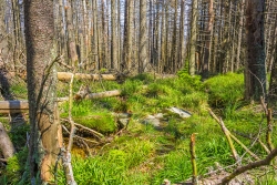 Granitplatte über den Kellbeckbach, Blickrichtung hangabwärts