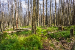 ausnahmsweise gut sichtbarer Pfad nahe dem Brockenurwald, Blickrichtung hangabwärts