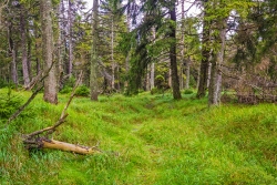 relativ gut sichtbarer Trail durch den Brockenurwald