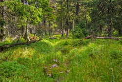 vernässter Pfad mitten durch den Urwald