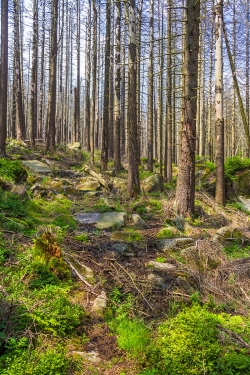 Reste von Steinplatten zur Befestigung des Schneelochwegs