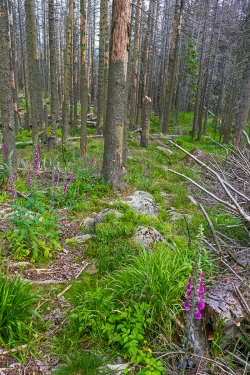 Fingerhutblüte am Schneelochweg