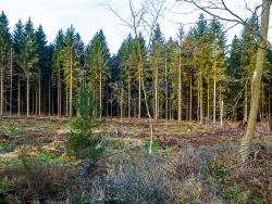Fichtenkahlschlag um kleinen Tümpel