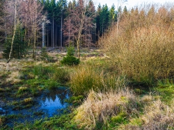 kleiner Tümpel mit Binsen, Birken, Weiden - und Jungfichten