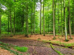 ausgetrockneter Tümpel im Wald