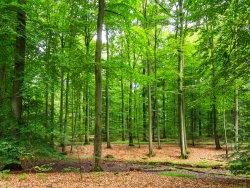 ausgetrockneter Tümpel im Wald