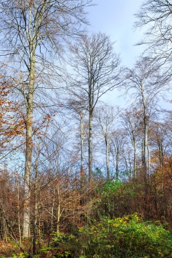 Überhälter nördlich vom Wüstegarten