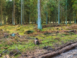 Stubben, Gras, Moos und Heidelbeersträucher