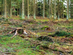 frische und alte Stubben, verdichteter Boden links im Vordergrund