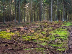 kahle Fläche mit alten und neuen Stubben